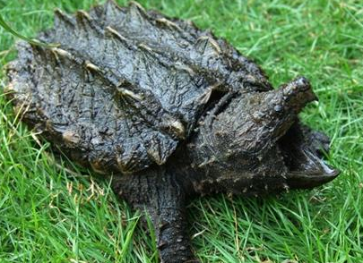 大鳄龟怎么养 它们的食量是非常大的