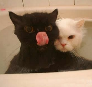 爷，有人在偷看我们