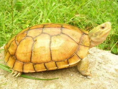 黄喉拟水龟寿命 能活50到80年左右