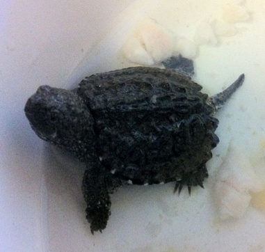 北美小鳄龟能长多大 四个亚种中最大个体