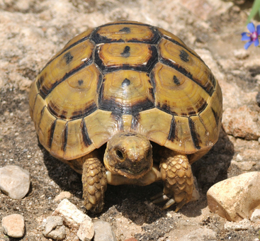 乌龟什么时候进食 夏天乌龟进食最多