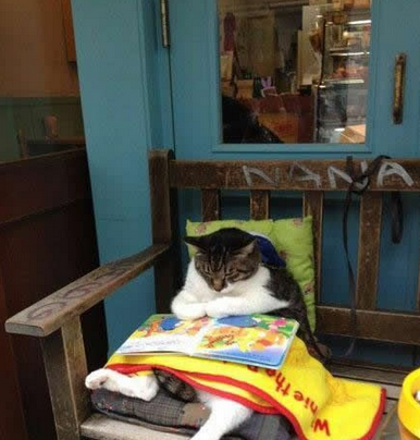 喵星人又开始看书了，这姿势这眼神，要成精了