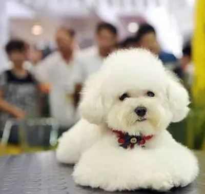 网购想买猴却被当“猴”耍  焦作夫妻网购袖珍猴被骗