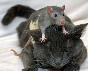 老鼠：“对付猫的最好办法，就是对猫说我吃老鼠药了。”