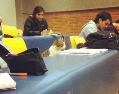 喵的，都保持安静，洒家在听课