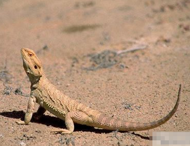 鬃狮蜥皮肤病 注意环境不能太潮湿
