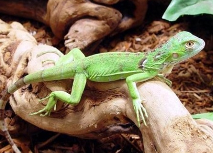 绿鬣蜥蛋怎么孵化 绿鬣蜥产卵数量很大