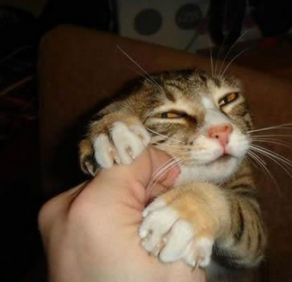 我迟早是你的喵，别那么心急嘛