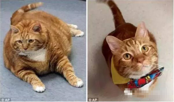 被遗弃的肥猫花3年成功减重23斤 闪瞎全世界