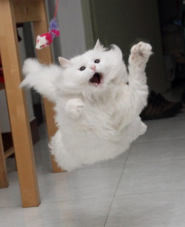 还真没见过猫咪这样飘逸过