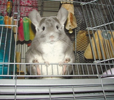 龙猫长什么样子 与兔和松鼠十分相似