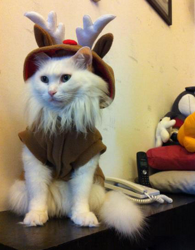 这是去参加化妆舞会么