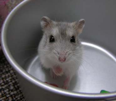 金丝熊和仓鼠的区别 金丝熊体型比仓鼠大