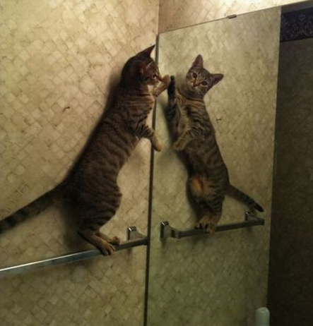 咦，这家伙好眼熟