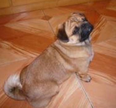 八哥犬一只多少钱 依据其血统是否纯正