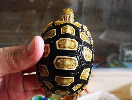 豹龟流鼻涕 可采用中药和静养来治疗