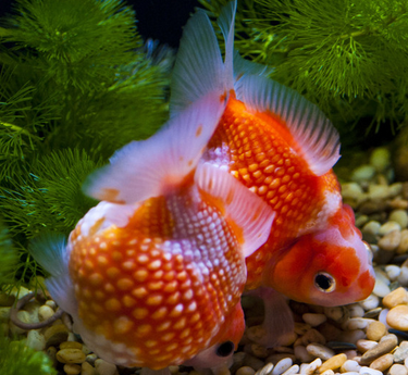 冬季如何养金鱼 注意金鱼的防寒保暖