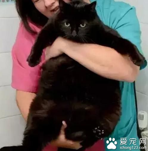 伊美尔健翔医院：宠物都在拼减肥了，看看参赛选手们...