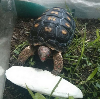 红腿陆龟寿命 能活80年左右