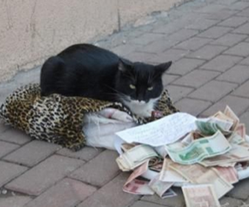 以后我也要养一只这样的猫