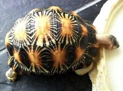辐射陆龟多少钱 是世界上珍稀的陆龟之一