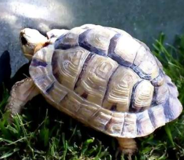 埃及陆龟多少钱 市场上较少见的品种