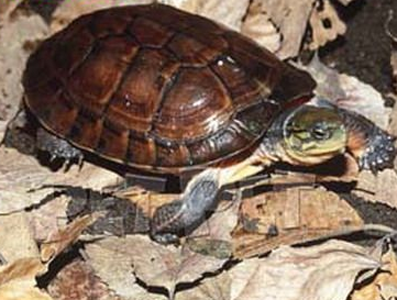  黄喉拟水龟好养吗 水质一定要控制好