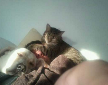 睡吧睡吧我亲爱的宝贝们