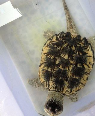 北美拟鳄龟价格 对环境适应性较好