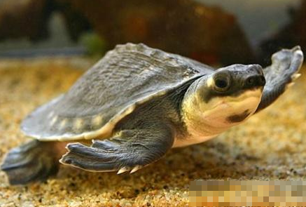 猪鼻龟寿命 人工饲养的大概是30年 -50年