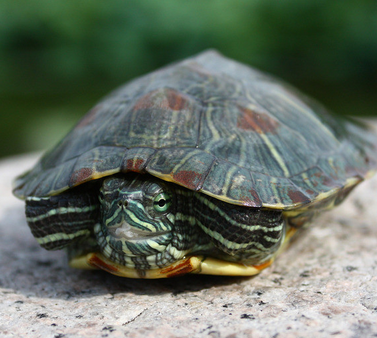 乌龟腐皮病怎么治疗 由细菌感染引起