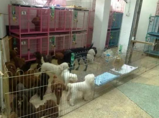 网购想买猴却被当“猴”耍 焦作夫妻网购袖珍猴被骗