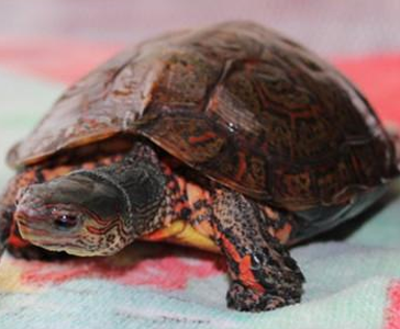 洪都拉斯木纹龟价格 有明显的图案和花纹