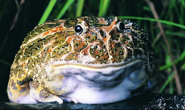 角蛙水肿 不是很严重可以选择进行干养