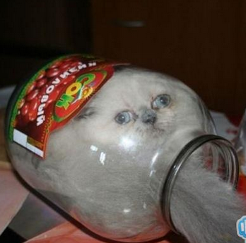 主人快伸出“援手”