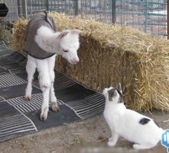 毛被剃了冷吗？