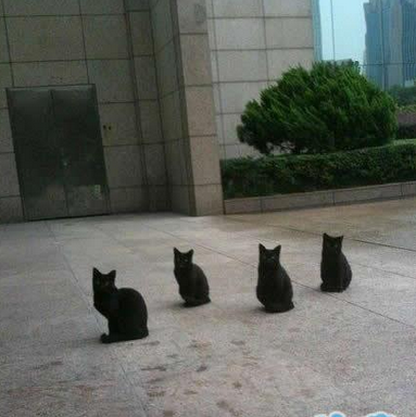 单位门口的四只小黑，摆了pose让我拍
