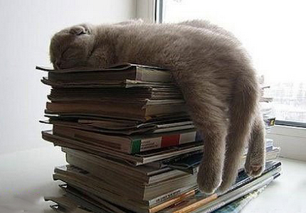 我爱你，就像老鼠爱大米