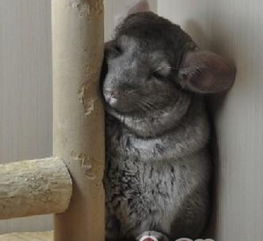 龙猫臭吗 它们是最清洁的小动物之一