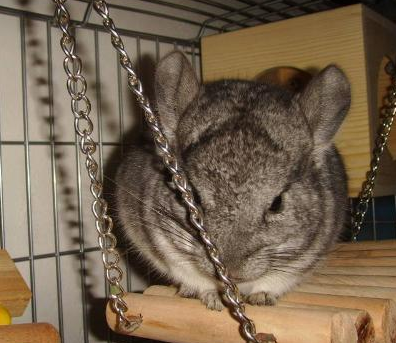 龙猫的习性 对每件新事物都有好奇心