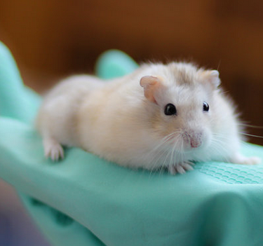 仓鼠湿尾症状 湿尾症是由真菌引起的