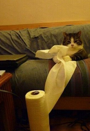 正在看韩剧的猫