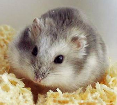 仓鼠从高处摔下来 先检查它有没有受伤