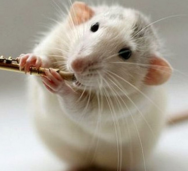 仓鼠脱肛怎么办 注意及时的给予治疗