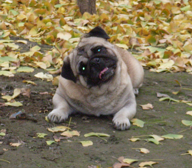 训练八哥犬的方法 训练八哥犬需要耐心