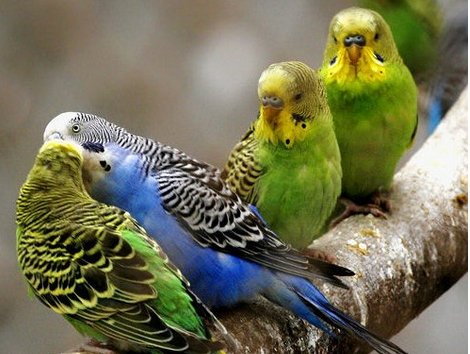 虎皮鹦鹉价格 选购虎皮鹦鹉的几个小技巧