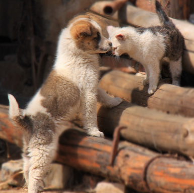 楼房如何养狗 挑选合适的狗狗品种