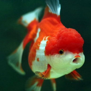 如何养狮子头金鱼 增加水中的溶解氧