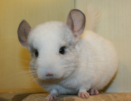 龙猫多少钱 标灰和彩猫价格相差会很大