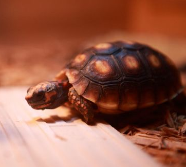 红腿陆龟拒食 它不能忍受长期的低温